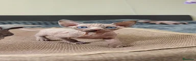 Sphynx Kitten 5