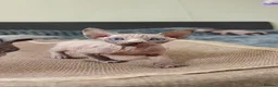 Sphynx cats for sale: Exceptional Sphynx Kittens – Best Pedigree.  - Advert 25