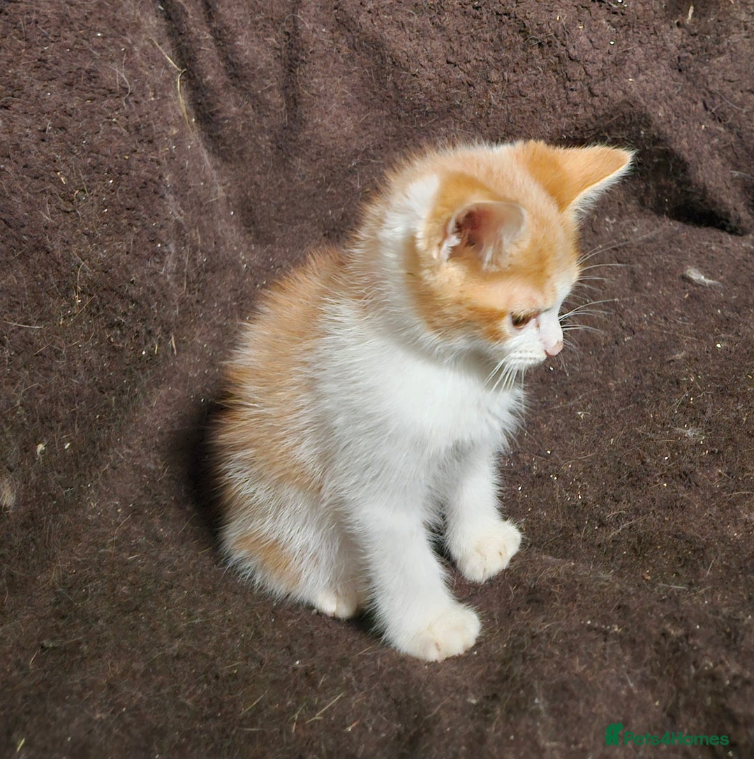 Mixed Breed cats for sale: Beautiful Kittens Available  - Advert 3