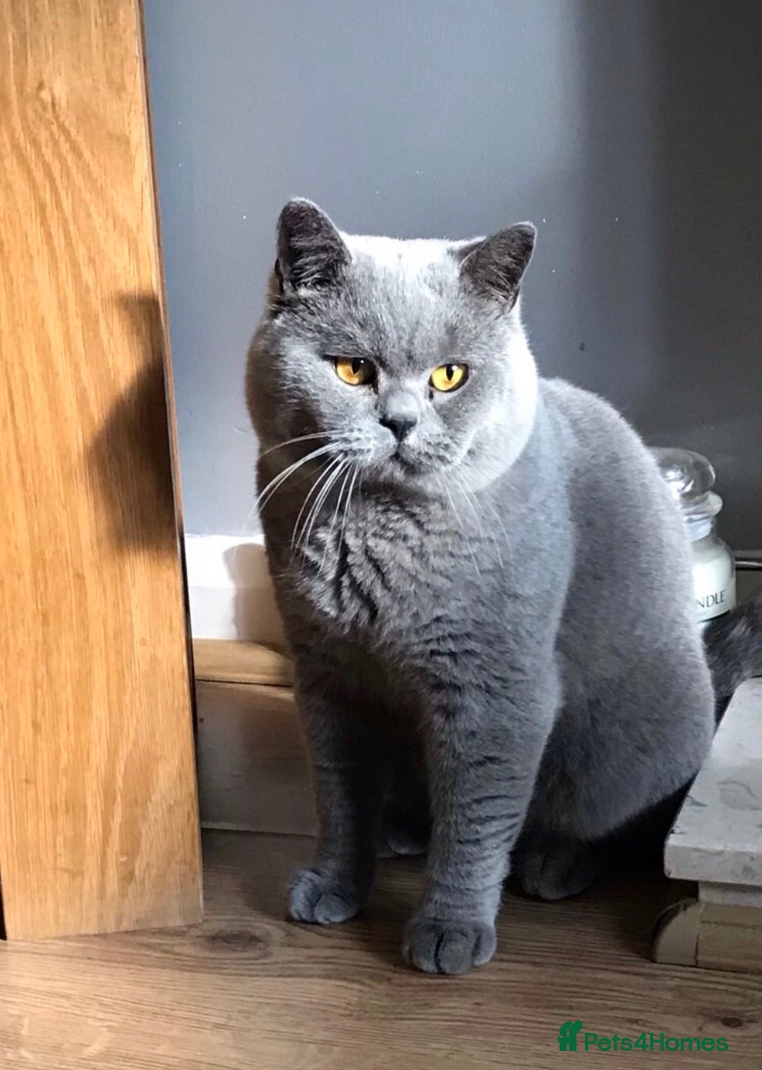 Scottish Fold cats for stud:  East Midlands Tica Blue British shorthair stud  in Derby - Image 11