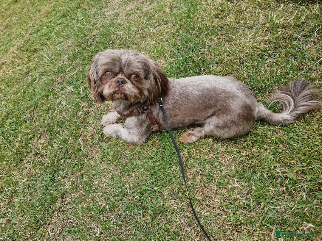 Shih Tzu dogs for stud: KC Karashishi Imperial Chocolate/Lavender Stud in Derby - Image 10