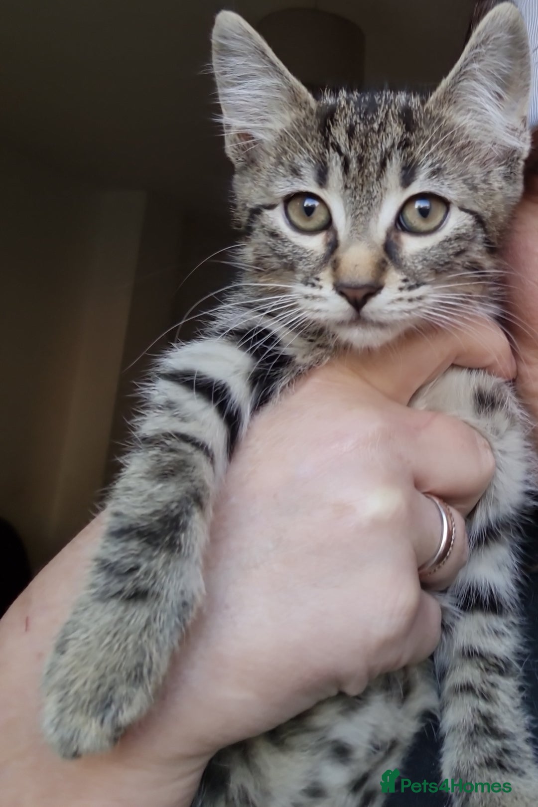 Mixed Breed cats for sale: Mixed breed kittens for sale! - Image 15