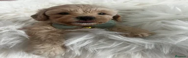 Maltipoo 5