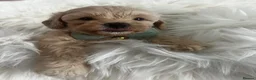Maltipoo dogs for sale: Absolutely Outstanding Malitpoo Puppies  - Advert 6
