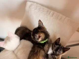 Turkish Angora cats Ready now 3 left one boy two girls £200 each - Advert 1