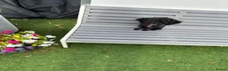 Toy Poodle dogs for sale: Little toy poodle  - Advert 12