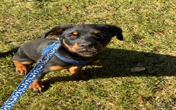 Rottweiler dogs for sale: 3 month male Rottweiler  - Image 2