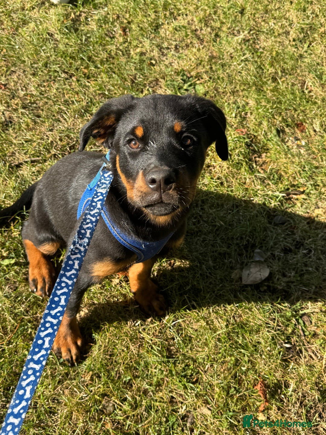 Rottweiler dogs for sale: 3 month male Rottweiler  - Image 2