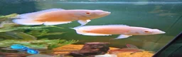 Cichlids fish for sale: plecos, electric blu Dempsey, emp snakehead,Oscars - Advert 15