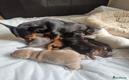 Jack Russell dogs for sale: Pure Jack Russells Rare colored  - Image 14