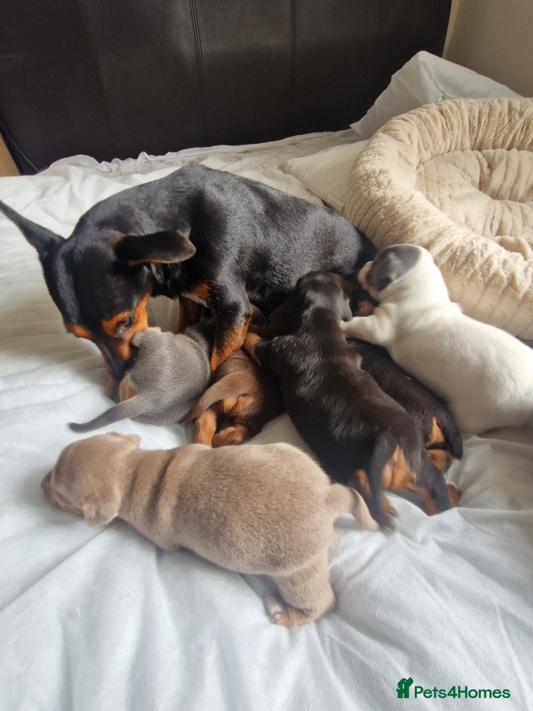 Jack Russell dogs for sale: Pure Jack Russells Rare colored  - Image 14