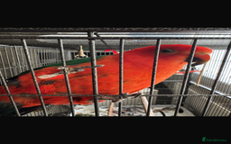 Parrots birds for sale: Australian King Parrot - 4 year old male  - Image 4