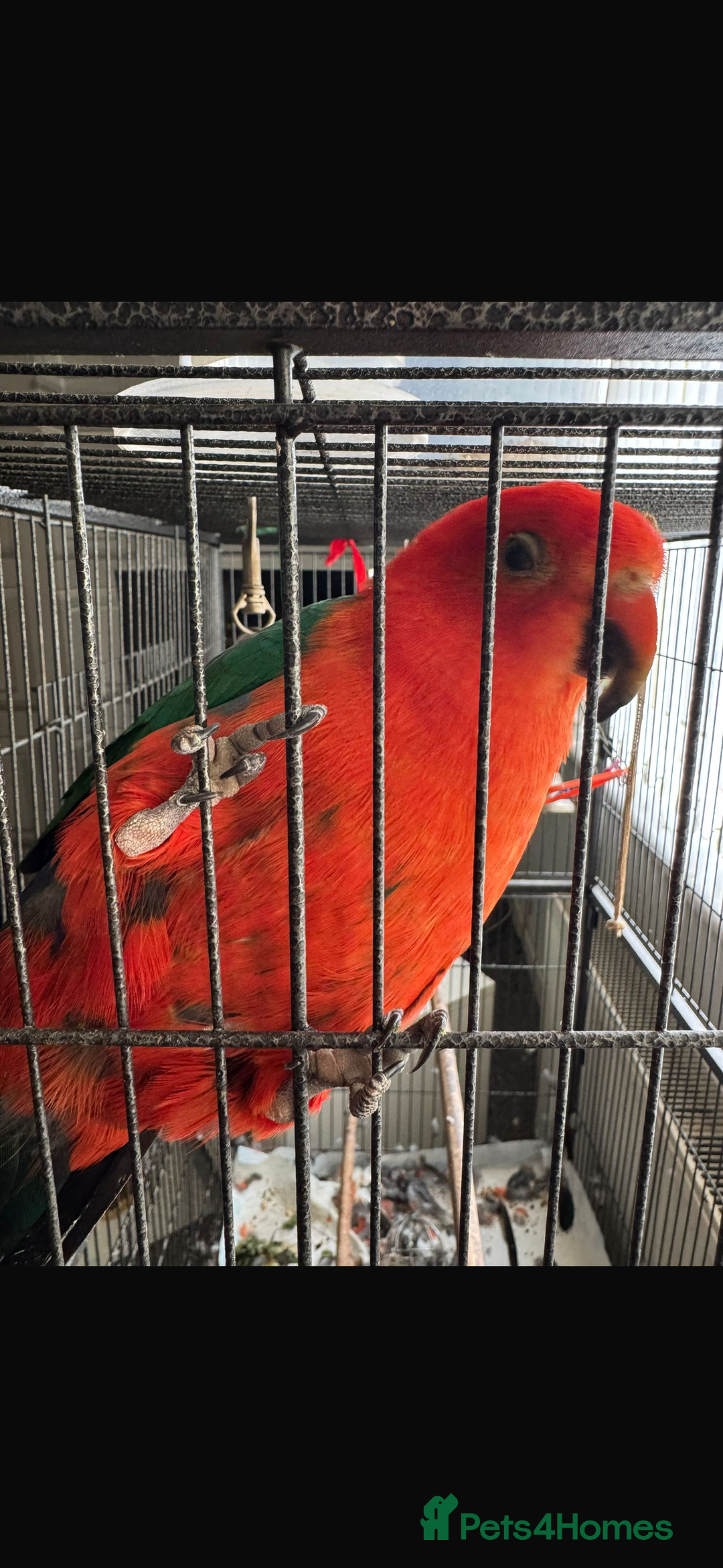 Parrots birds for sale: Australian King Parrot - 4 year old male  - Image 4
