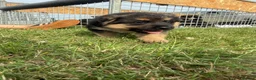 German Shepherd dogs for sale: German shepherd puppies.  - Advert 6