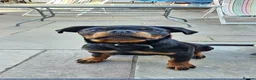 Rottweiler dogs for sale: Stunning Pure Breed Male Rottweiler Puppy - Advert 5