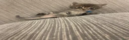 Ragcoon cats for sale: Ragcoon Kittens  - Advert 2