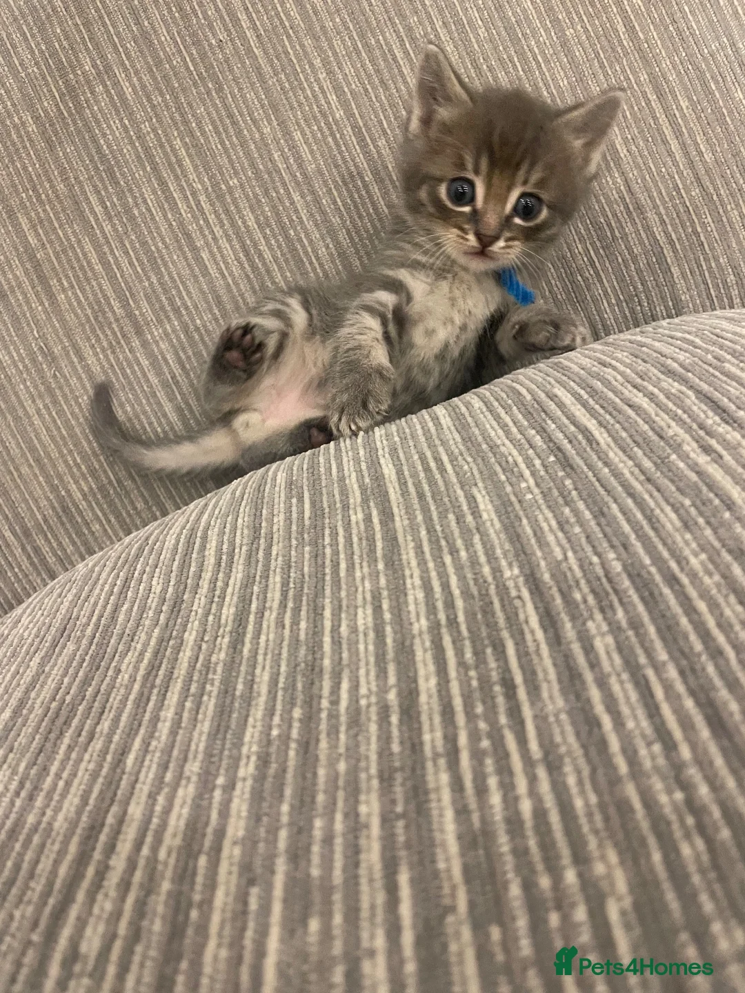 Ragcoon cats for sale: Ragcoon Kittens  - Advert 2