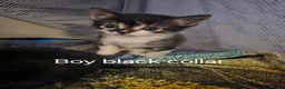 British Shorthair cats for sale: Beautiful kittens  in Diss - Advert 7