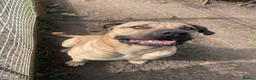 Boerboel dogs for sale: Boerboel puppies - Advert 10