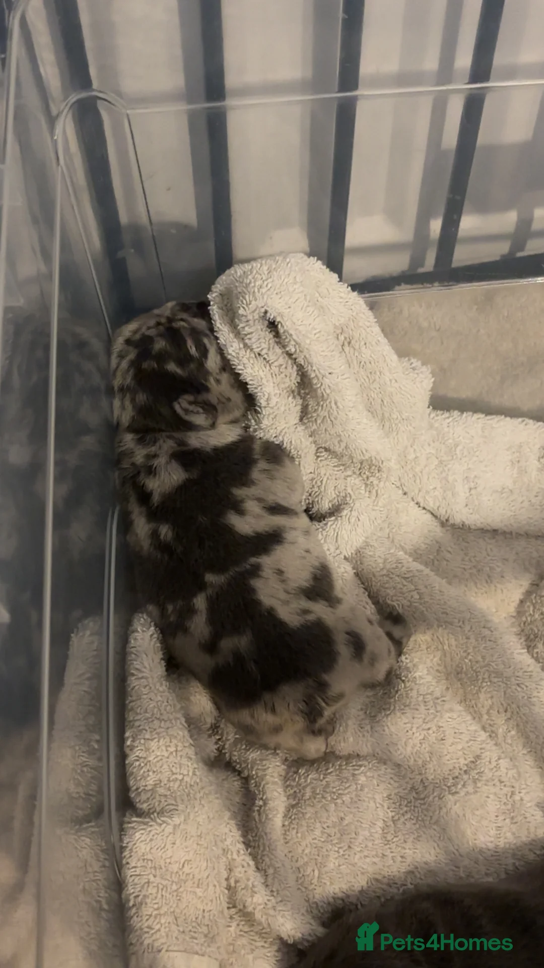 French Bulldog dogs for sale: Possibly fluffy frenchies - Advert 1