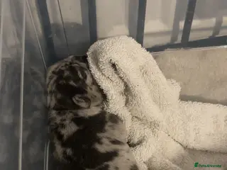 French Bulldog dogs Possibly fluffy frenchies - Advert 10