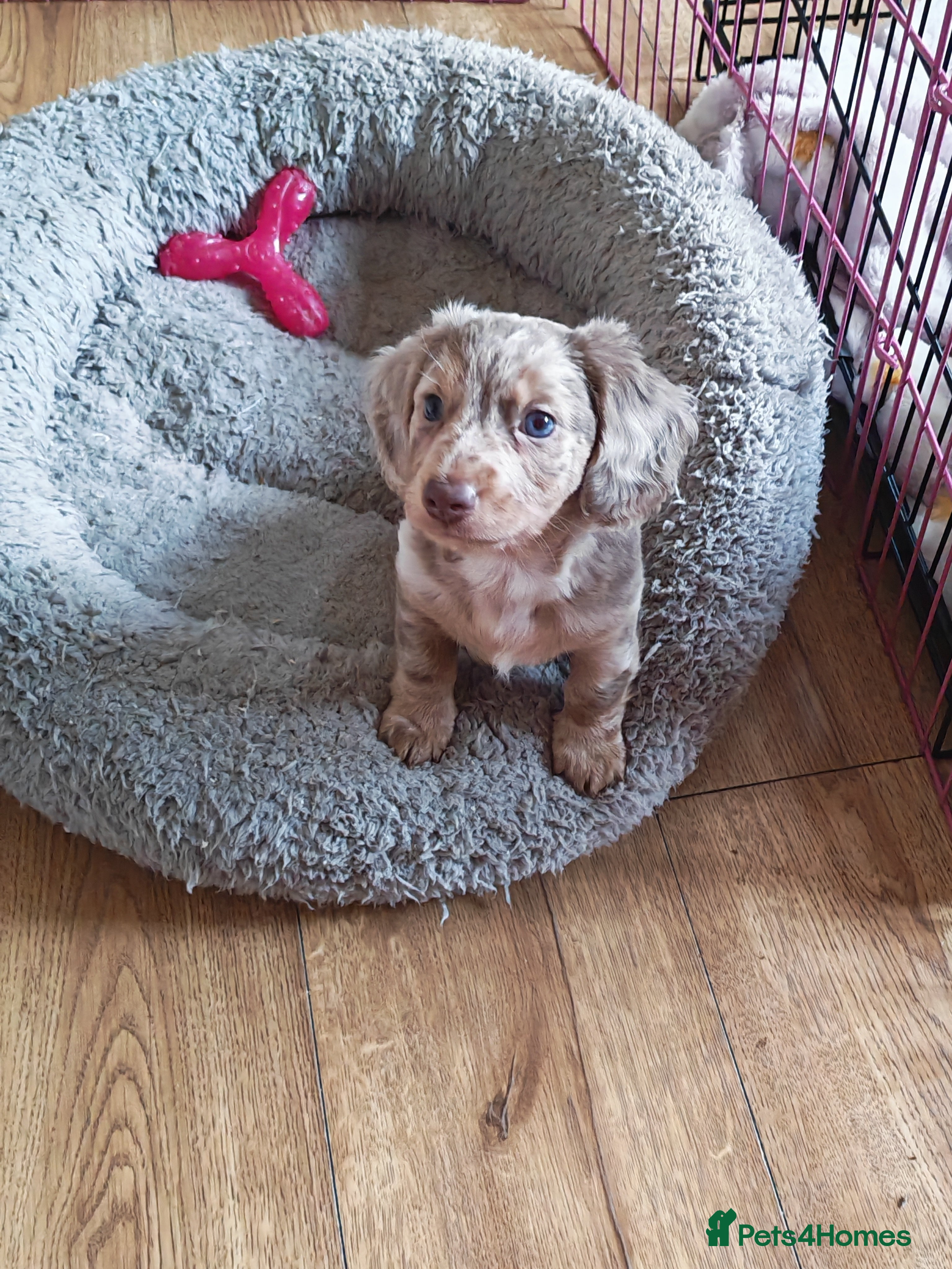 Miniature Dachshund dogs Miniature long hair dachshund  - Advert 7