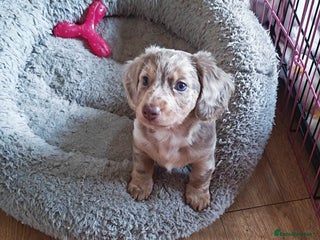 Miniature Dachshund dogs Miniature long hair dachshund - Advert 3