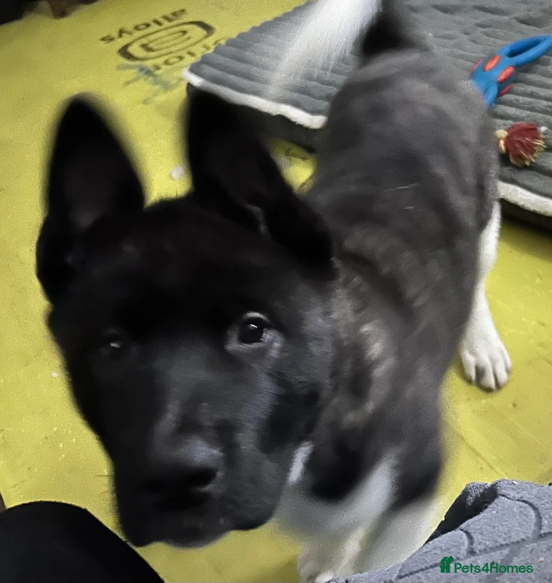 Akita dogs for sale: American Akita Puppy - Advert 20