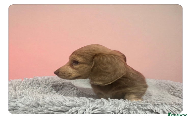 Miniature Dachshund dogs - Advert 4