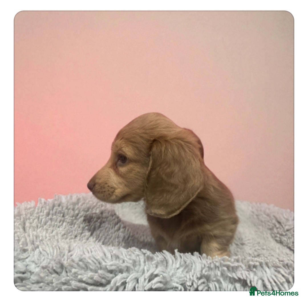 Miniature Dachshund dogs for sale: Last remaining  long  haired  girl  reduced - Advert 6