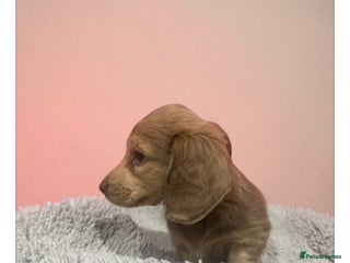 Miniature Dachshund dogs Long haired mini dachshunds top quality - Advert 8