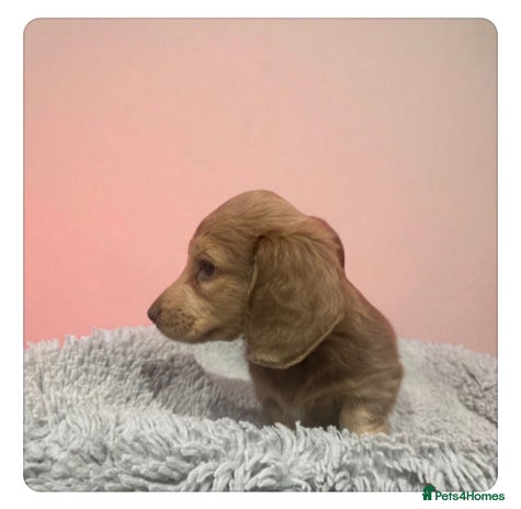 Miniature Dachshund dogs - Advert 10