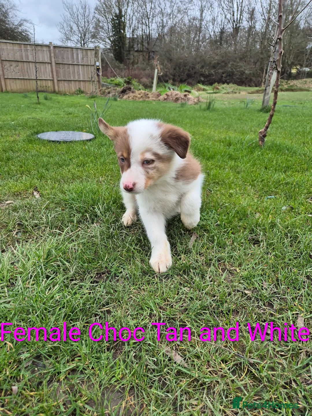 Border Collie dogs for sale: Border Collie Puppies - Advert 10