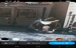 Mixed Breed cats for sale: Half ragdol and half British shorthair - Image 2