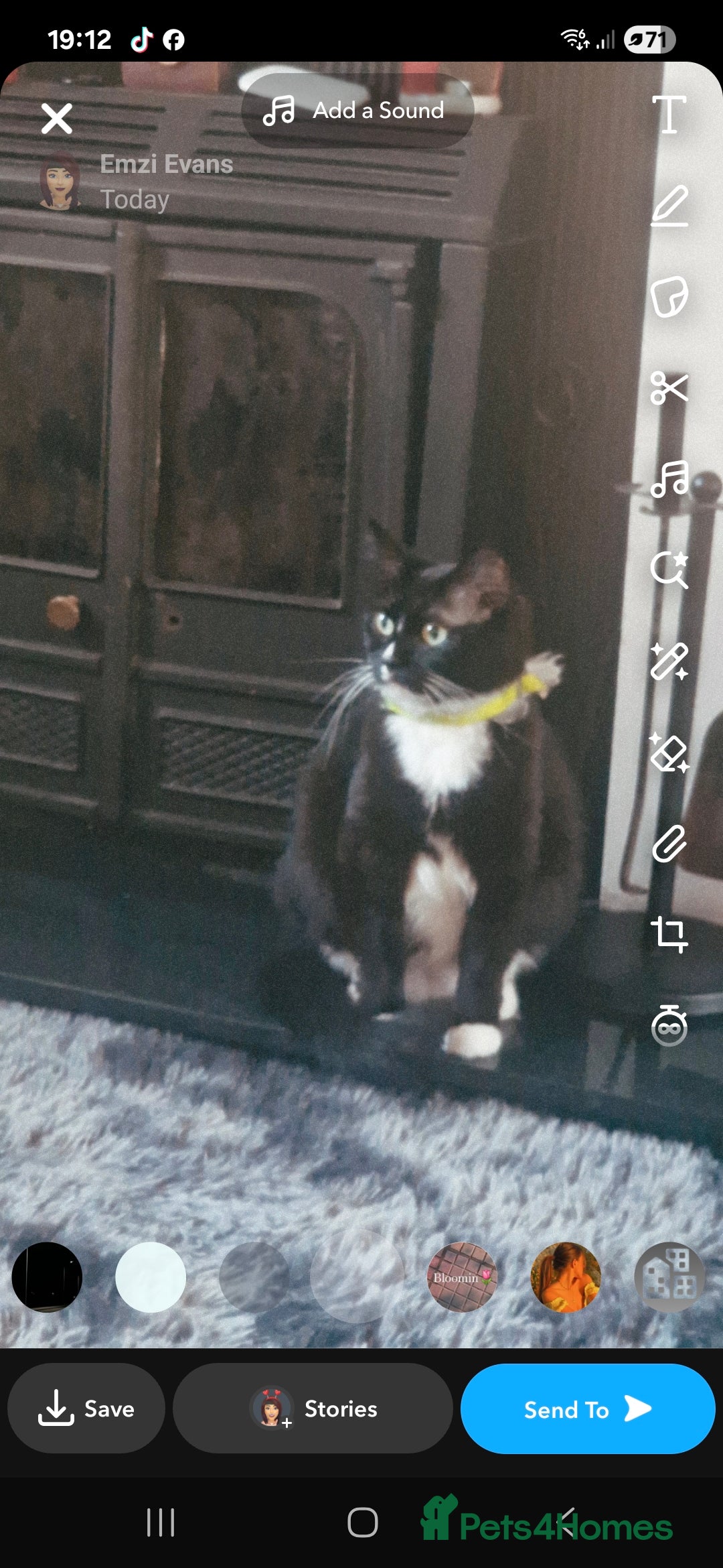 Mixed Breed cats for sale: Half ragdol and half British shorthair - Image 2