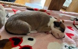 Mixed Breed dogs for sale: Staffy x Australian Kelpie  - Image 19