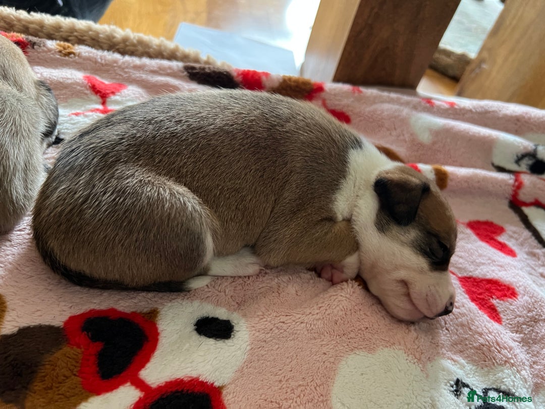 Mixed Breed dogs for sale: Staffy x Australian Kelpie  - Image 19