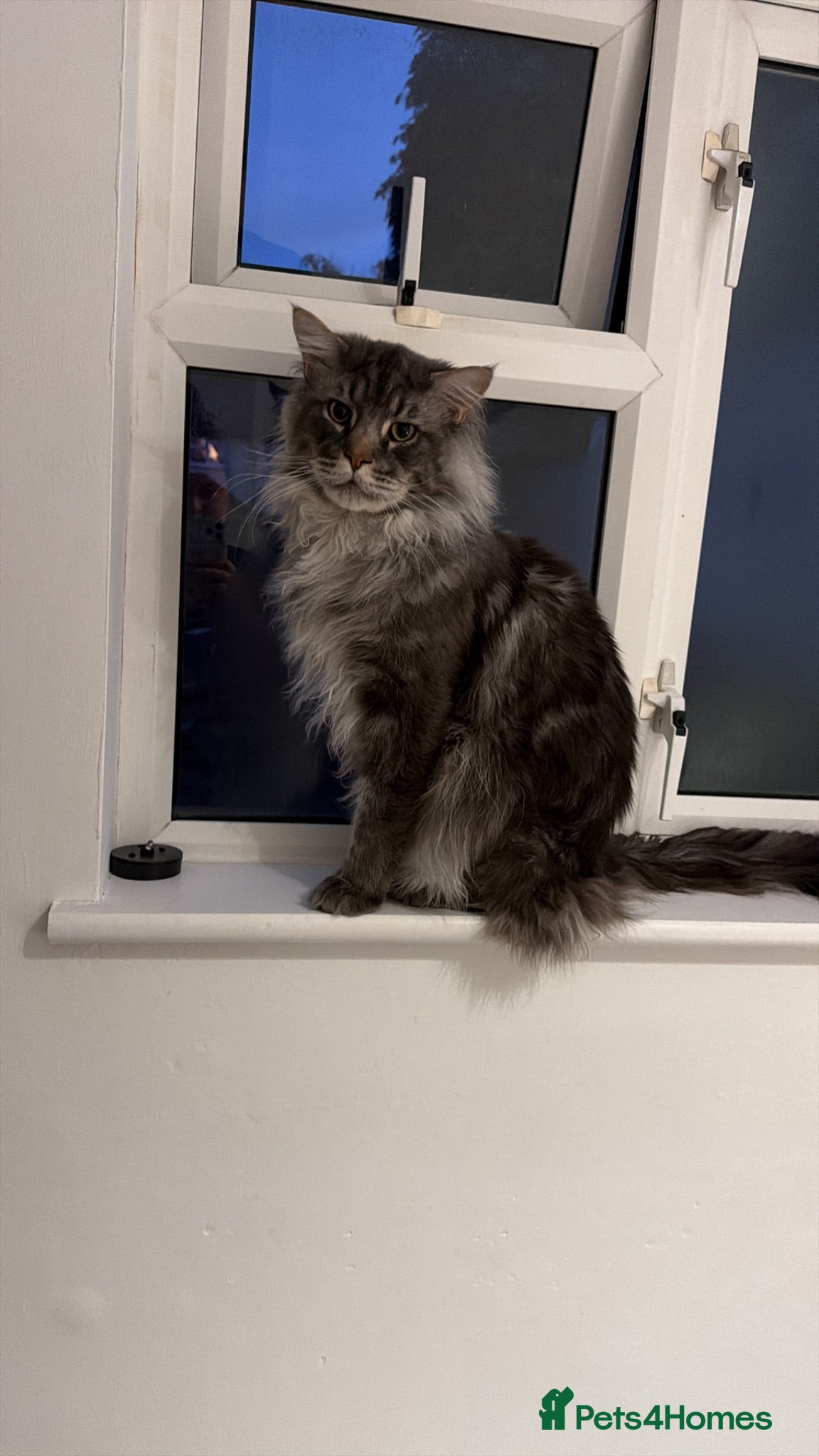 Maine Coon cats Beautiful Silver MaineCoon-Valentine’s Day Boy - Advert 14