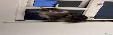 Maine Coon 1