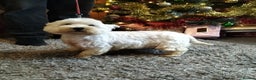 West Highland Terrier dogs for sale: 2yo KC westie girl  - Advert 4