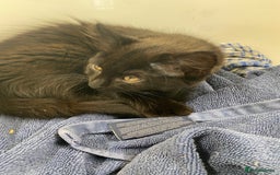 Mixed Breed cats for sale: 3 friendly black females ( 4 months )  - Image 6