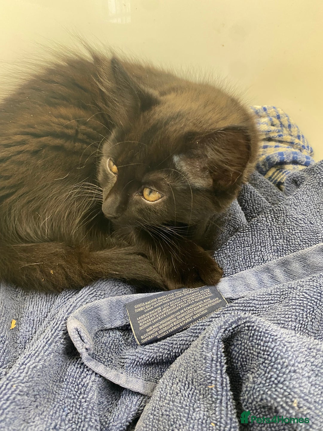 Mixed Breed cats for sale: 3 friendly black females ( 4 months )  - Image 6