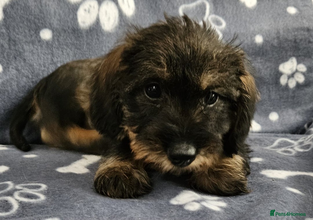 Dachshund dogs for sale: Stunning KC Registered Dachshund Puppies in Cheadle - Image 21