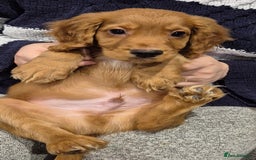 Cocker Spaniel dogs for sale: Cocker Spaniel Puppies for Sale - Image 13