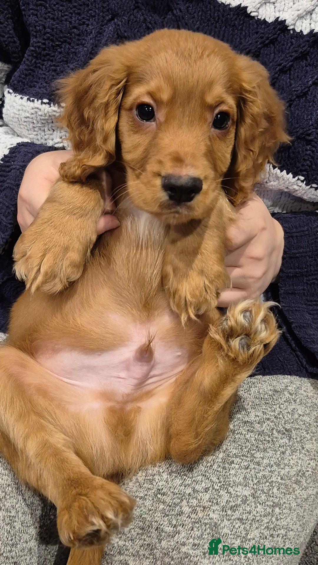 Cocker Spaniel dogs for sale: Cocker Spaniel Puppies for Sale - Image 13