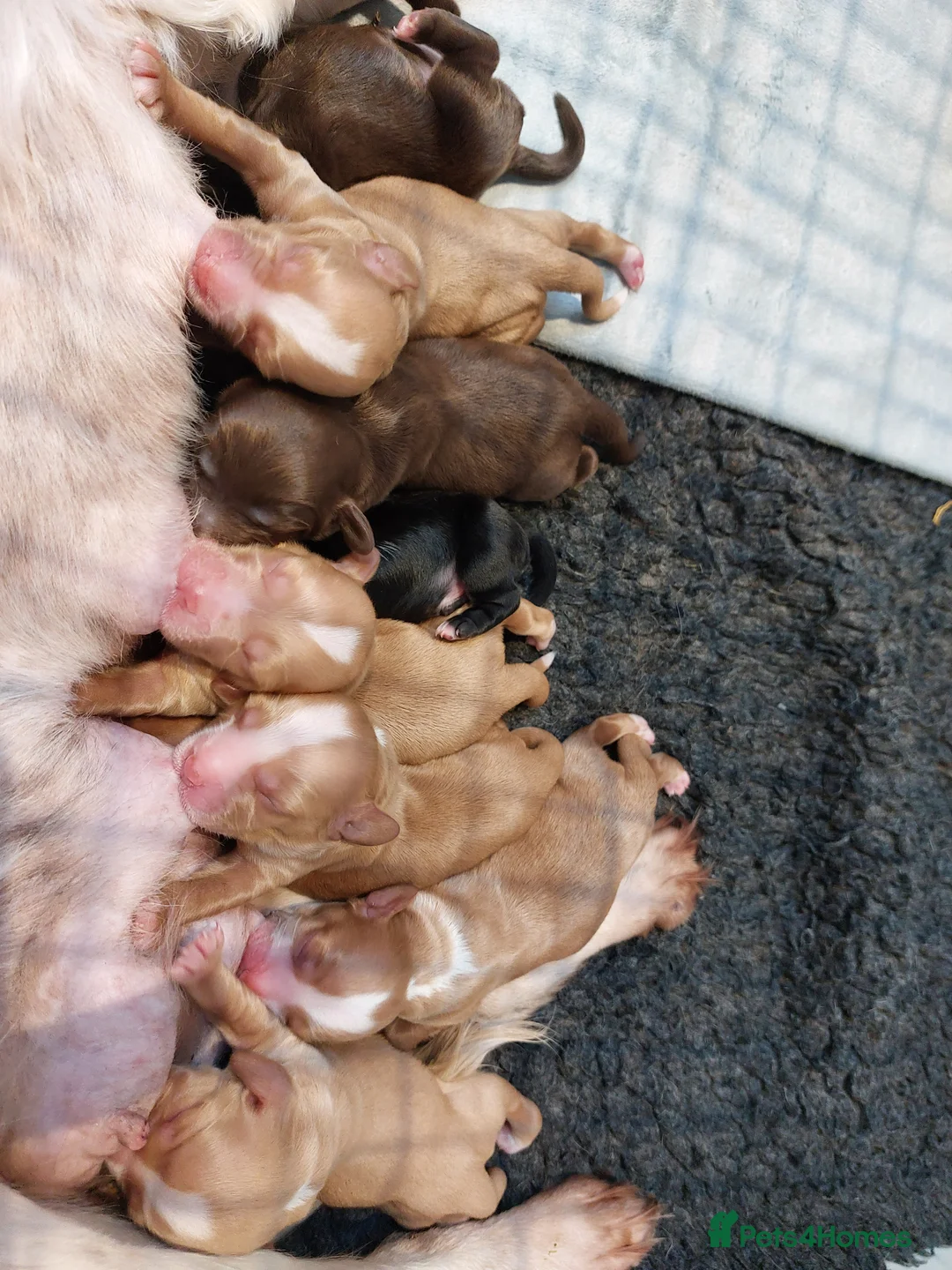 Cocker Spaniel dogs for sale: Cocker Spaniel Pups - Advert 4