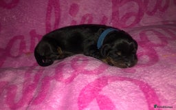 Dobermann dogs for sale: European Dobermann puppies for sale  - Image 12