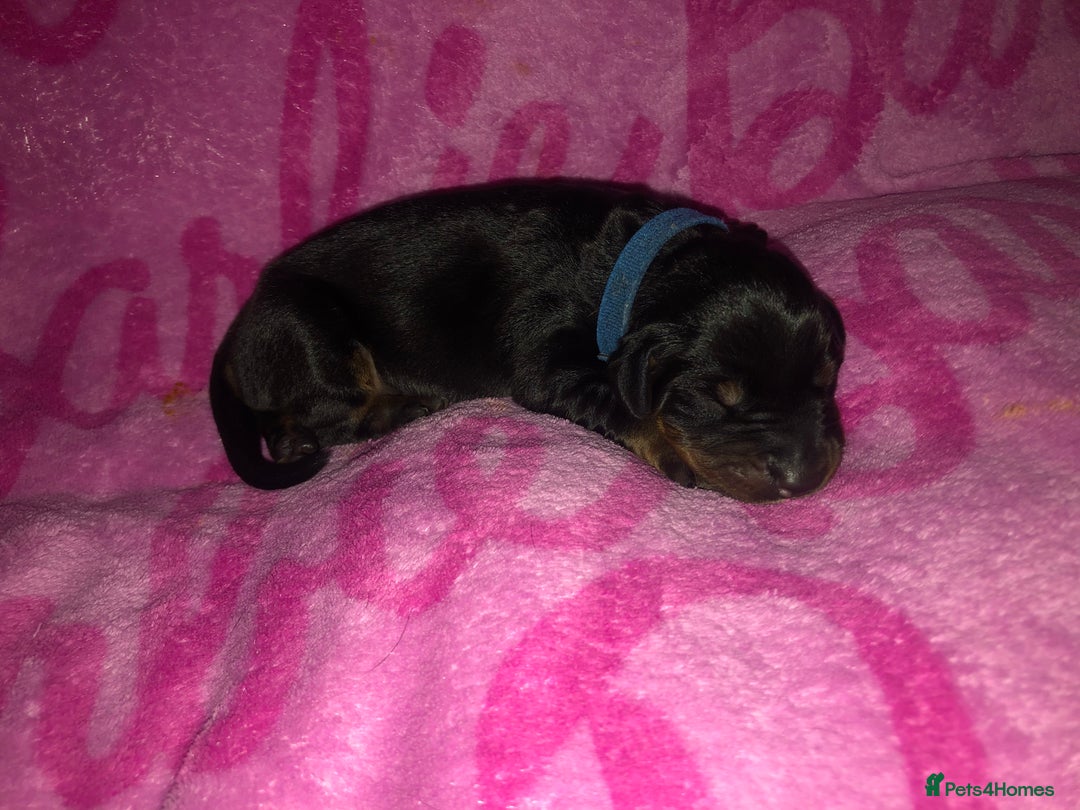 Dobermann dogs for sale: European Dobermann puppies for sale  - Image 12