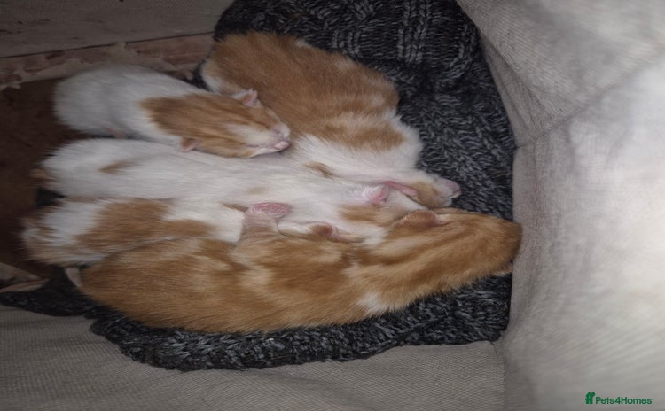 Mixed Breed cats - Advert 4