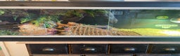 Bearded Dragon reptiles for sale: Bearded dragon and enclosure  - Advert 2